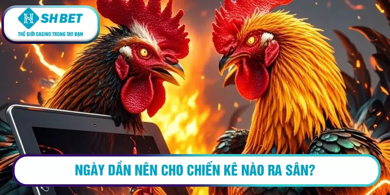 Ngày Dần nên cho chiến kê nào ra sân?