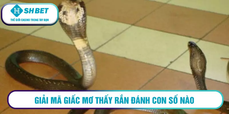 Giải mã giấc mơ thấy rắn đánh con số nào